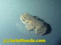/home//u458753944/public_html/sourcegallery///////////////////////////////////////Roxborough Toad Detour/2013-2019/2013/2013-05-31/P1120606.JPG